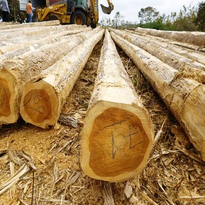 Cheap Price Eucalyptus Oak Logs