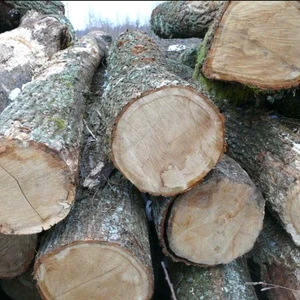 Premium Quality White Oak Log Timber with Best Appearance Negotiable Price Buy Directly from Manufacturer Fast Delivery