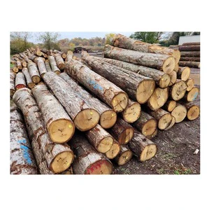 Top Quality Oak Timber LOGS | Oak Wood Round Logs At Cheap Price
