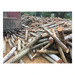 High Quality 100% Natural Eucalyptus Wood Logs/ Sawn Timber with Best Price