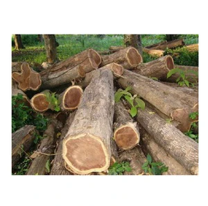 Natural Teak Round Logs Dried Hardwood Timber for Industrial Wood Processing and Export Supply