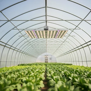 800W LED Full Spectrum 2.7umol/j IP65 Vertical Farming Warehouse Tent Greenhouse Aluminum Vegetable Growing Lamp for Bloom