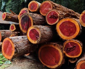 Pine Wood Logs | Quality Timber Logs Teak Wood / Oak Wood Logs / Eucalyptus Logs Teak Wood - Round Logs, Sawn Timber For Sale