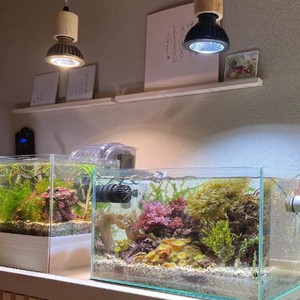 Reasonable Prices Excellent Quality SUSANOO 10W Waterproof Marine Aquarium Led Light