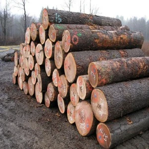 Buy White Oak Log Timber Best Appearance Directly from Manufacturer Negotiable Price Fast Delivery Available Premium Quality