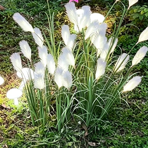 Solar Garden Grass Lamp With White Feathers IP65 Waterproof LED Light For Outdoor Garden Decor