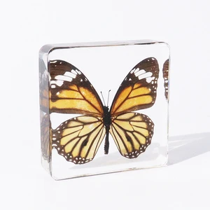 Real Butterfly Taxidermy Crystal Paperweight Resin Block Resin Specimen Educational Tools For Teaching