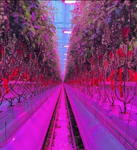 Soteng Aluminum LED Canopy Lighting Multi-Span Greenhouse Indoor Farming Large 100W Full Spectrum Lateral UV IR Supplemental