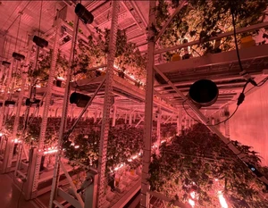 Large LED Full Spectrum Tree Bottom Crown High Upward Illumination Canopy Lights Supplementary Light for Agriculture