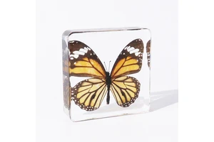 Real Butterfly Taxidermy Crystal Paperweight Resin Block Resin Specimen Educational Tools For Teaching