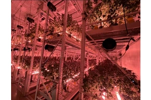 Large LED Full Spectrum Tree Bottom Crown High Upward Illumination Canopy Lights Supplementary Light for Agriculture